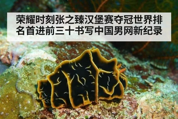 荣耀时刻张之臻汉堡赛夺冠世界排名首进前三十书写中国男网新纪录